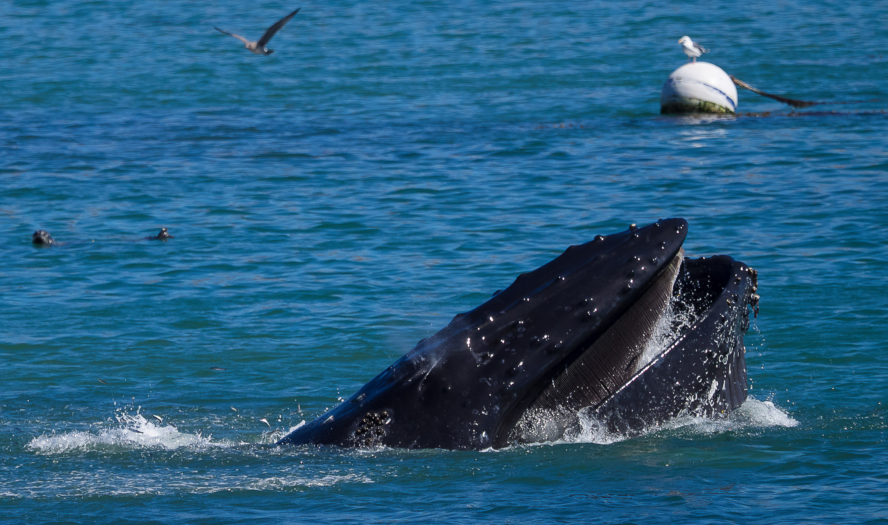 Ein Wal taucht vor der Küste von Avila Beach auf