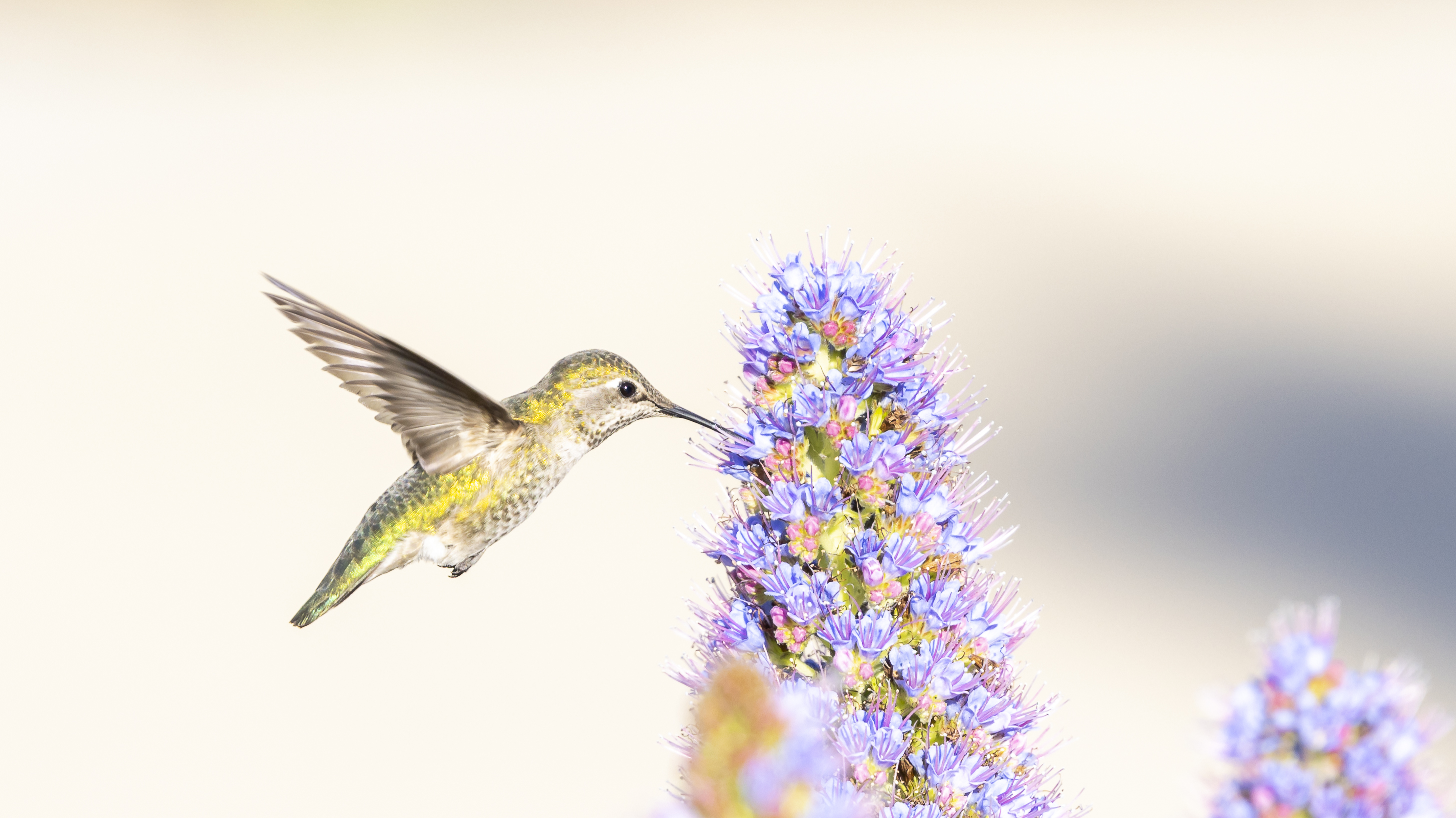 Ein Kolibri fliegt an eine Blume und frisst