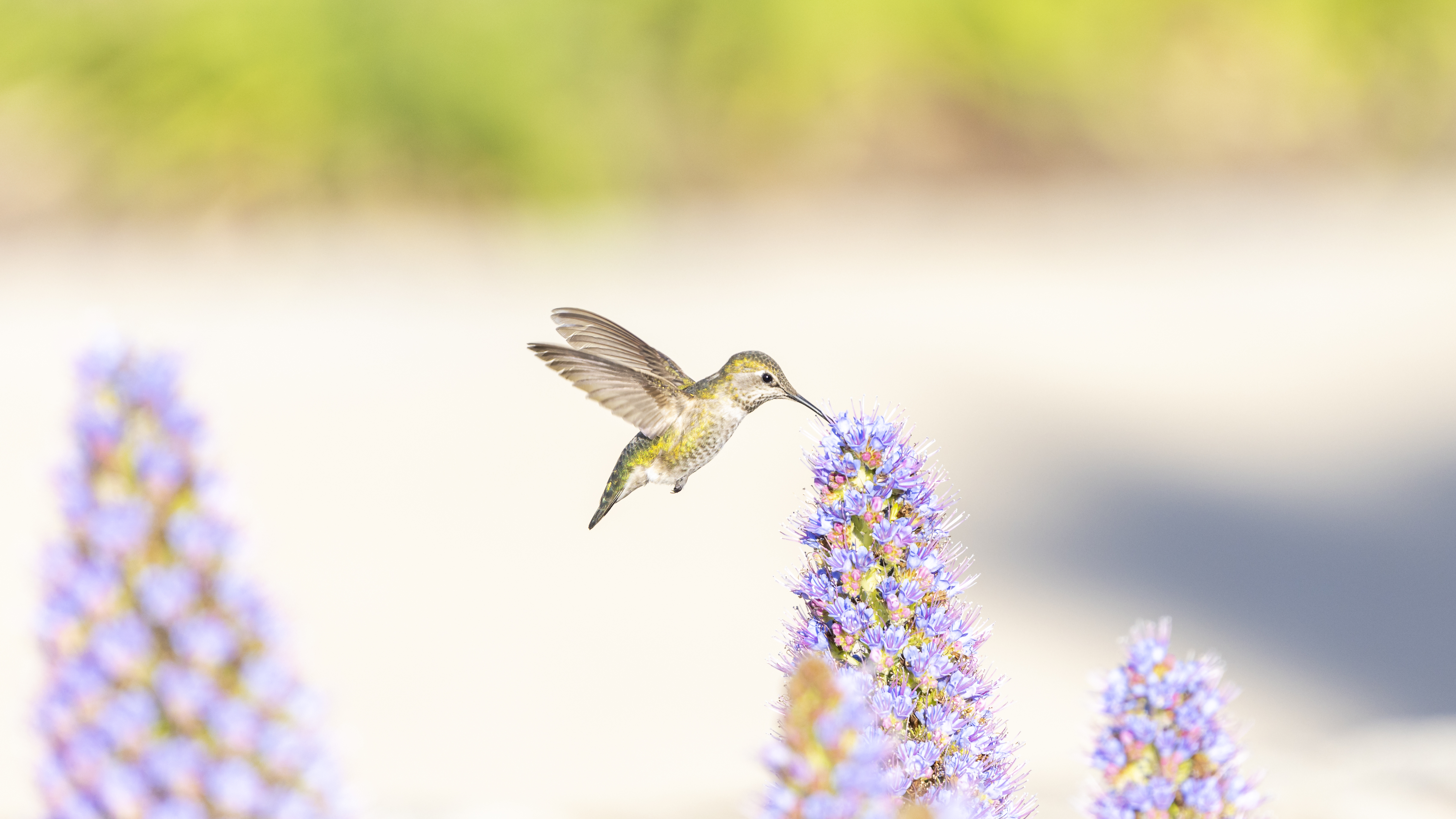 Kolibri an Blüte, rausgezoomt
