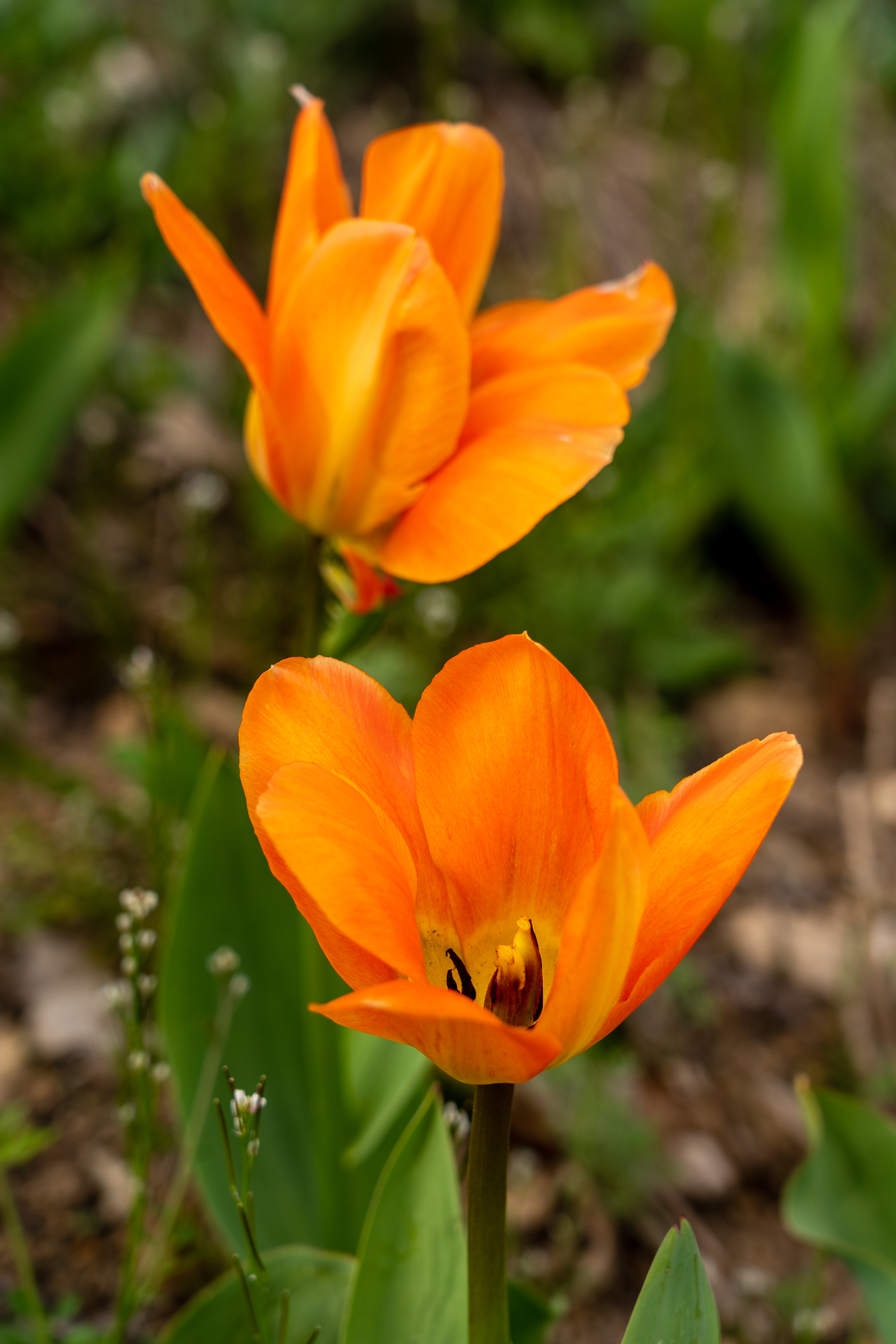 Orangene Blüten