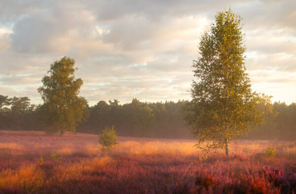 Verträumter Sonnenaufgang Lightroom Preset von Stephan Wiesner